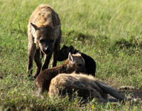 Spotted hyena - Serengeti - Grumeti