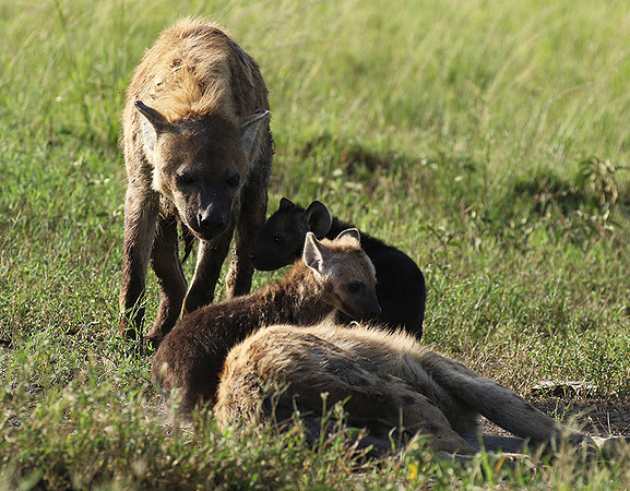 Spotted hyena - Serengeti - Grumeti