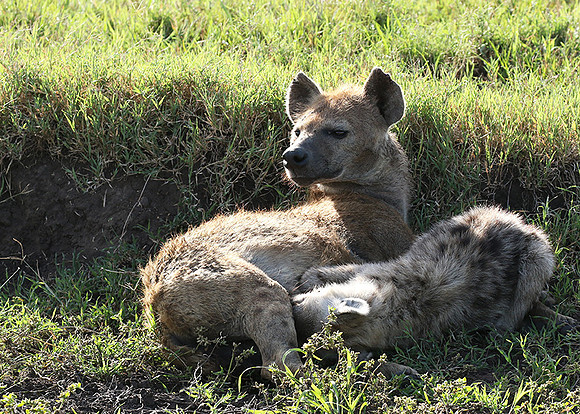 Spotted hyena - Serengeti - Grumeti