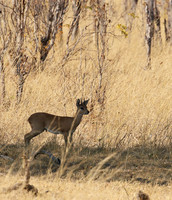 Hwange National Park