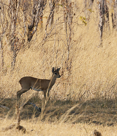 Hwange National Park