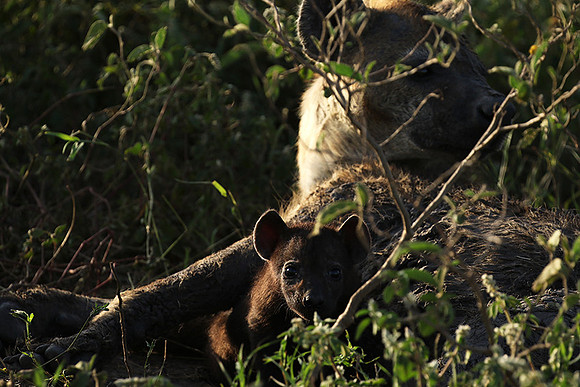 Spotted hyena - Serengeti - Grumeti