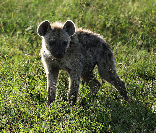 Spotted hyena - Serengeti - Grumeti