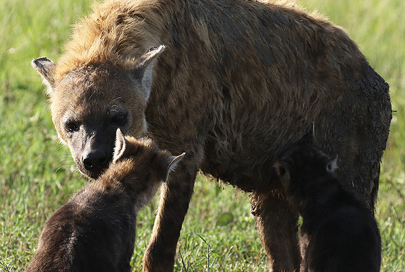 Spotted hyena - Serengeti - Grumeti