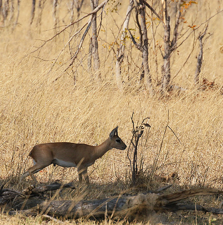 Hwange National Park