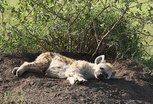 Spotted hyena - Serengeti - Grumeti