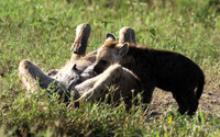 Spotted hyena - Serengeti - Grumeti