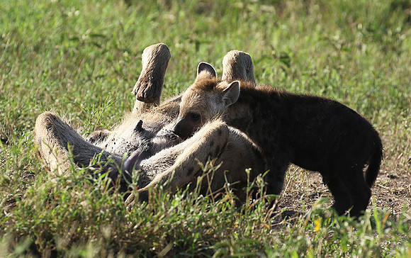 Spotted hyena - Serengeti - Grumeti
