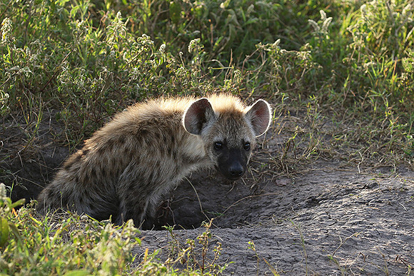 Spotted hyena - Serengeti - Grumeti