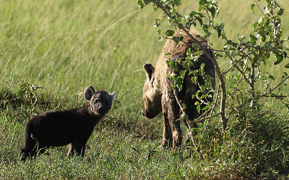 Spotted hyena - Serengeti - Grumeti