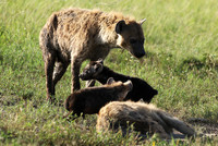 Spotted hyena - Serengeti - Grumeti
