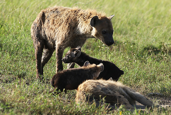Spotted hyena - Serengeti - Grumeti