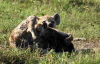 Spotted hyena - Serengeti - Grumeti