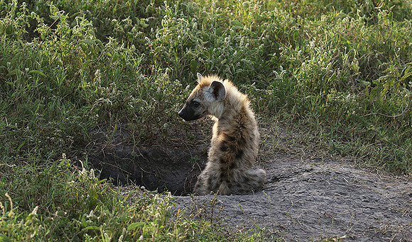 Spotted hyena - Serengeti - Grumeti