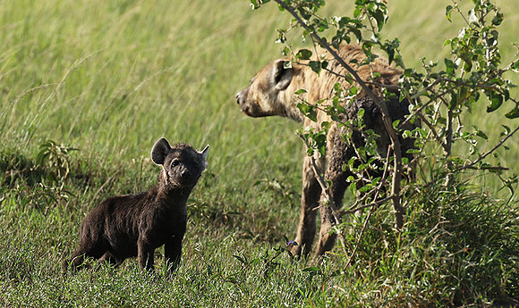 Spotted hyena - Serengeti - Grumeti