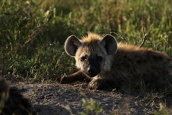 Spotted hyena - Serengeti - Grumeti