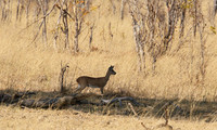 Hwange National Park