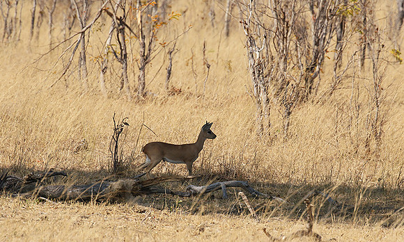 Hwange National Park
