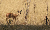 Hwange National Park