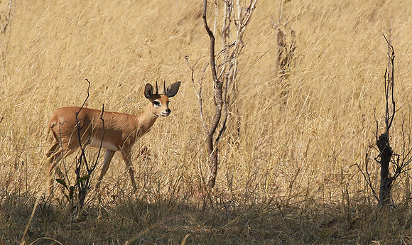 Hwange National Park