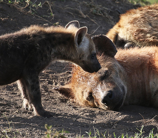 Spotted hyena - Serengeti - Grumeti