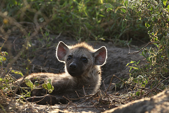 Spotted hyena - Serengeti - Grumeti