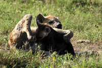 Spotted hyena - Serengeti - Grumeti