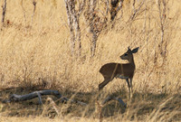 Hwange National Park