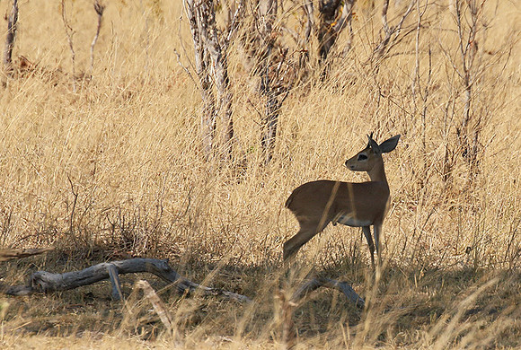 Hwange National Park