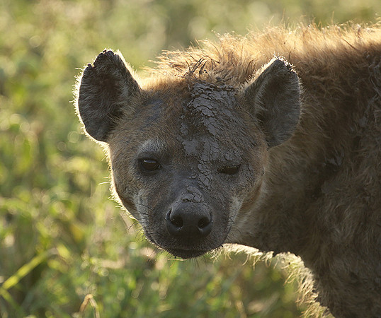 Spotted hyena - Serengeti - Grumeti