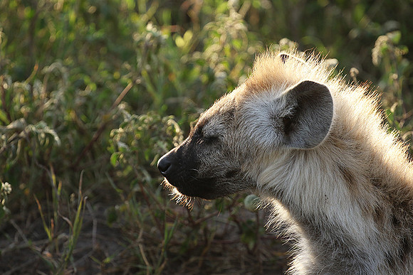 Spotted hyena - Serengeti - Grumeti