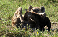 Spotted hyena - Serengeti - Grumeti