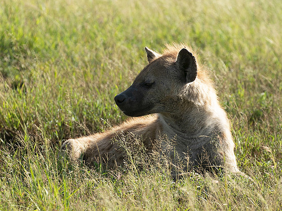Spotted hyena - Serengeti - Grumeti