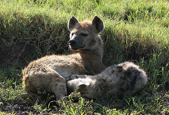 Spotted hyena - Serengeti - Grumeti
