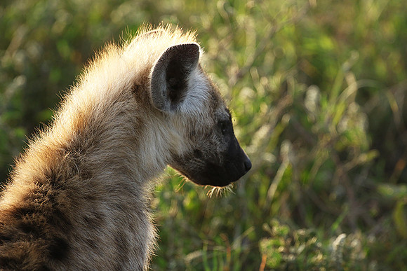 Spotted hyena - Serengeti - Grumeti