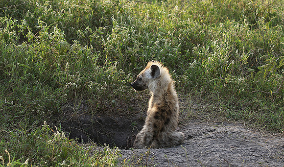 Spotted hyena - Serengeti - Grumeti