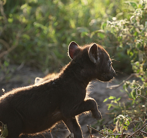 Spotted hyena - Serengeti - Grumeti