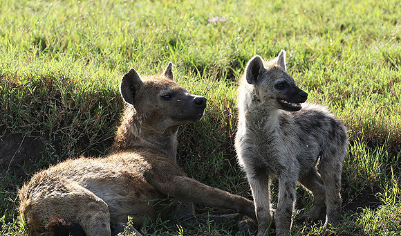 Spotted hyena - Serengeti - Grumeti