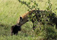 Spotted hyena - Serengeti - Grumeti