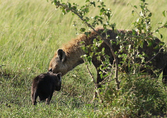 Spotted hyena - Serengeti - Grumeti