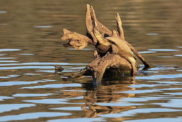 Terrapin tortoise