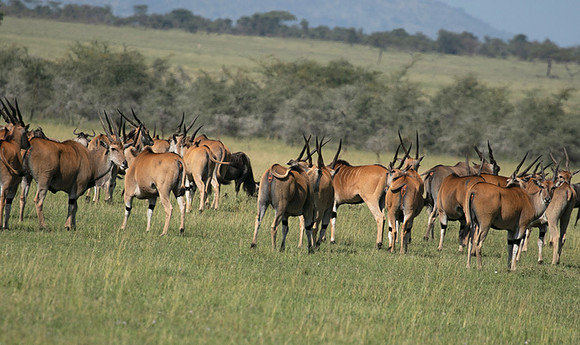 Serengeti - Grumeti Private Reserve