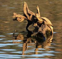 Terrapin tortoise