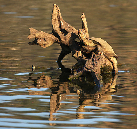 Terrapin tortoise
