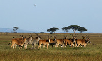 Serengeti - Grumeti Private Reserve