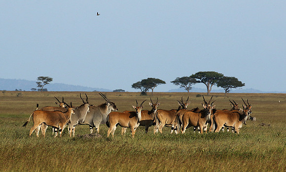 Serengeti - Grumeti Private Reserve
