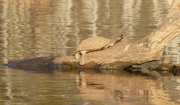 Terrapin tortoise