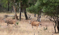 Selous
