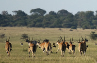 Serengeti - Grumeti Private Reserve