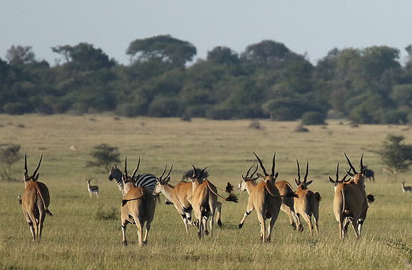 Serengeti - Grumeti Private Reserve